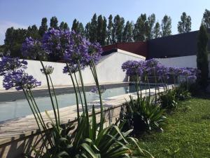 banda fioletowych kwiatów przed basenem w obiekcie Villa Saint-Jean-de-Luz, 4 pièces, 6 personnes - FR-1-239-718 w mieście Saint-Jean-de-Luz