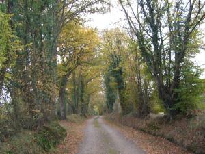 un camino de tierra con árboles a ambos lados. en Gîte Berfay, 3 pièces, 6 personnes - FR-1-410-242, en Berfay