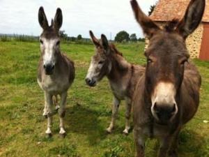 due asini che si siedono uno accanto all'altro in un campo di Maison de campagne au calme, jardin, cheminée, proche village et loisirs - FR-1-410-170 a Vernie Altre 2 foto