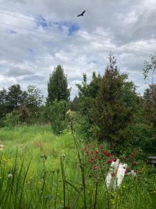 a bird flying in the sky over a field of flowers at Hostal Flor del Meli in Dalcahue