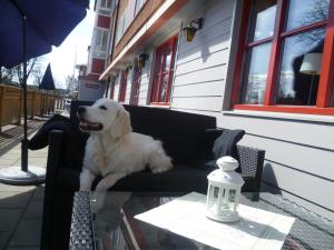 Domácí mazlíčci ubytovaní s hosty v ubytování Sankt Olof Hotell & Krog