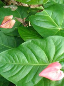 Ein Garten an der Unterkunft Classique International in Dominica