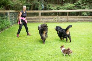 una mujer paseando tres perros en el césped en Das Eulersberg Apartments & Chalets, en Werfenweng