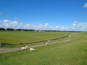 una manada de ovejas pastando en un campo verde en De Oostkamer; Eiland appartement naast natuurgebied Boschplaat, en Oosterend