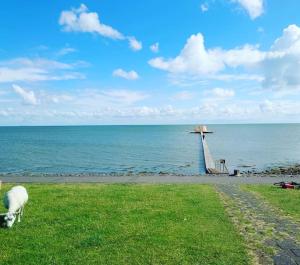 a sheep grazing in the grass next to the ocean at De Oostkamer; Eiland appartement naast natuurgebied Boschplaat in Oosterend