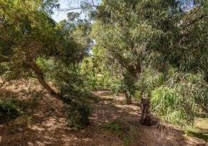 una zona boscosa con árboles y un camino de tierra en Central 1BR Oasis, Fast Fiber WiFi, Free Parking, Free Netflix with Shelter, en Haifa