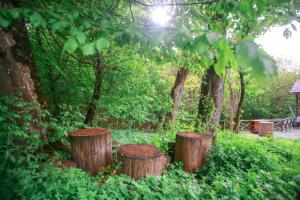 a group of tree stumps in a garden at Dilijan Dream House! 3 Bedroom Amazing Villa in National Park! in Dilijan
