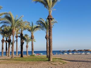 a group of palm trees on a beach at Estudio La Colina, Torremolinos - Kainga Homes in Torremolinos