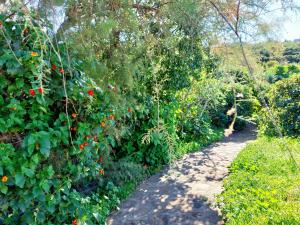 a path through a garden with red flowers at El Jaral in Garafía