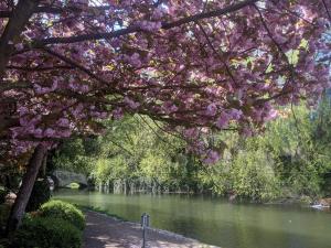 a tree with pink flowers hanging over a river at Guest Rooms Apsley Lock in Hemel Hempstead