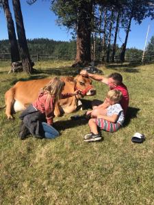 un grupo de niños sentados frente a una vaca en Montana Hill Guest Ranch en Bridge Lake