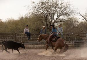 een groep mensen die paardrijden en een koe in een rodeo bij Kay El Bar Guest Ranch in Wickenburg