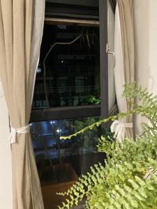 una ventana con cortinas y una planta delante de ella en hermoso departamento en pleno centro de córdoba, zonas segur y tranquila en Córdoba