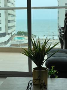 einer Topfpflanze, die auf einem Tisch vor einem Fenster sitzt in der Unterkunft Cartagena 3 habitaciones 9 personas cerca a la playa Wifi y Parqueadero in Cartagena de Indias