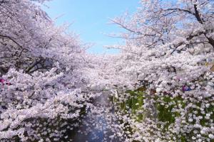 Una fila de cerezos con flores rosas. en Hotel Owl Tokyo Shinbashi en Tokio