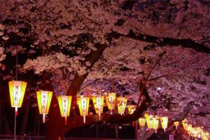 uma linha de luzes debaixo de uma árvore com flores de cerejeira em Hotel Owl Tokyo Nippori em Tóquio
