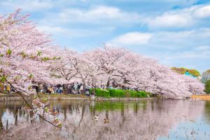 a group of cherry trees over a body of water at Hotel Owl Tokyo Nippori in Tokyo