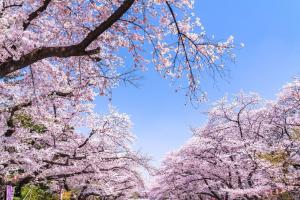 un gruppo di alberi con fiori rosa sopra di Hotel Owl Tokyo Nippori a Tokyo