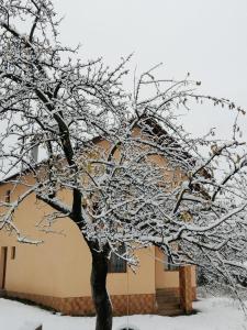 uma árvore coberta de neve em frente a um edifício em Pensiunea Aryana em Crasna din Deal