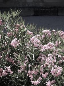 Ein Haufen rosa Blumen auf einer Pflanze in der Unterkunft Luxury Village House In The Heart St.Remy-De-Provence in Saint-Rémy-de-Provence