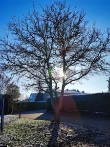 a tree in a yard with the sun behind it at Apartment "Zur Rotbuche" in Lindau
