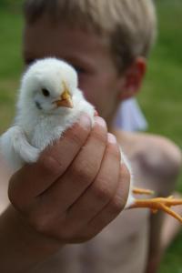 a person holding a white chicken in their hand at Chalet Menkenhof in Reit im Winkl