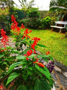 A garden outside Barefoot Inn Kandy