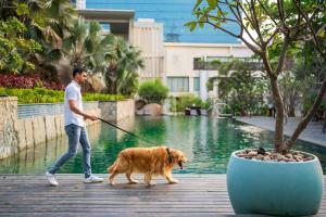 Un uomo che porta a spasso un cane davanti a una piscina di Hyatt Hyderabad Gachibowli a Hyderabad