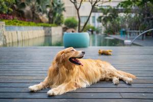 a brown dog laying on a wooden deck at Hyatt Hyderabad Gachibowli in Hyderabad