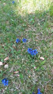 un groupe de fleurs bleues dans l'herbe dans l'établissement Alpenappartements Schwalbennestl, à Mittenwald