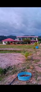 un piccolo albero in una ciotola blu in un campo di 3 Single Bed with Private Bathroom a Kuala Perlis