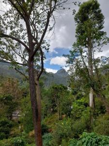 uma vista para um vale com árvores e montanhas em Water Side Guest em Nallathanniya