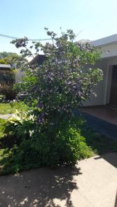 ein Baum mit lila Blumen vor einem Gebäude in der Unterkunft Posada Los Pájaros in Santa Rosa de Calamuchita