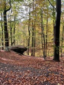 een pad in het bos met bladeren op de grond bij Hexenhüsli Waake 