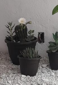 un grupo de plantas en macetas sentadas sobre una mesa en Departamento céntrico en San Martín, amplio, con aire acondicionado y cochera privada en San Martín