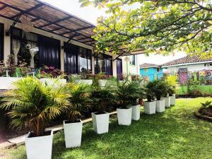 eine Reihe von Topfpflanzen vor einem Haus in der Unterkunft Finca Hostal La Esperanza in Quimbaya