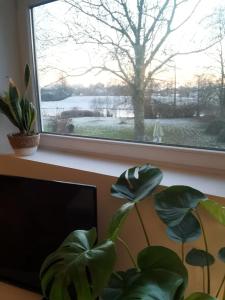 une fenêtre avec une plante devant elle dans l'établissement Monteurwohnung in Wesermarsch, Küche, Einzelbetten, Stedinger Landhotel, à Berne