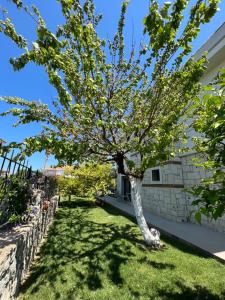 a tree in the yard of a house at Dalyan Risus Suite in Çeşme