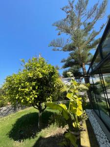 a garden with a palm tree and a building at Dalyan Risus Suite in Çeşme