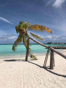 a palm tree on a beach with the ocean at Rangali Etos Guraidhoo in Guraidhoo