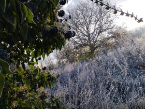 una vista de un campo con un árbol en el fondo en La Ferme de Frévan, en Sarceaux