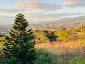 a pine tree on the side of a hill at Le Caillou Blanc in Saint-Paul