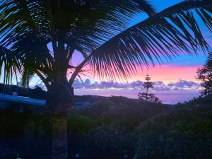 un palmier avec un coucher de soleil en arrière-plan dans l'établissement Le Caillou Blanc, à Saint-Paul