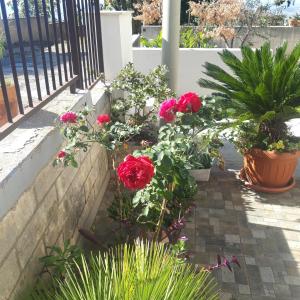 マテーラにあるIL Pergolatoの赤いバラと鉢植えの庭園