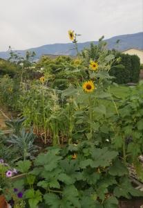 a garden filled with lots of sunflowers at Global Village Permaculture BnB in Oliver