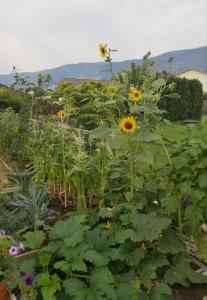 a garden filled with lots of sunflowers at Global Village Permaculture and B&B in Oliver
