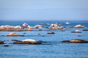 a group of animals swimming in the water at Abalone Hotel & Villa's in Paternoster