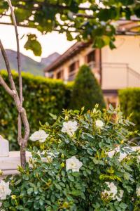 a bush with white flowers in front of a building at Divina Costiera in Agerola