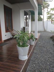 阿克拉的住宿－Beautiful House Spintex Road Accra，坐在房子门廊上的三株盆栽植物