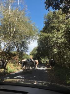 un grupo de vacas cruzando una carretera con un coche en Casa rural Raiceira, 